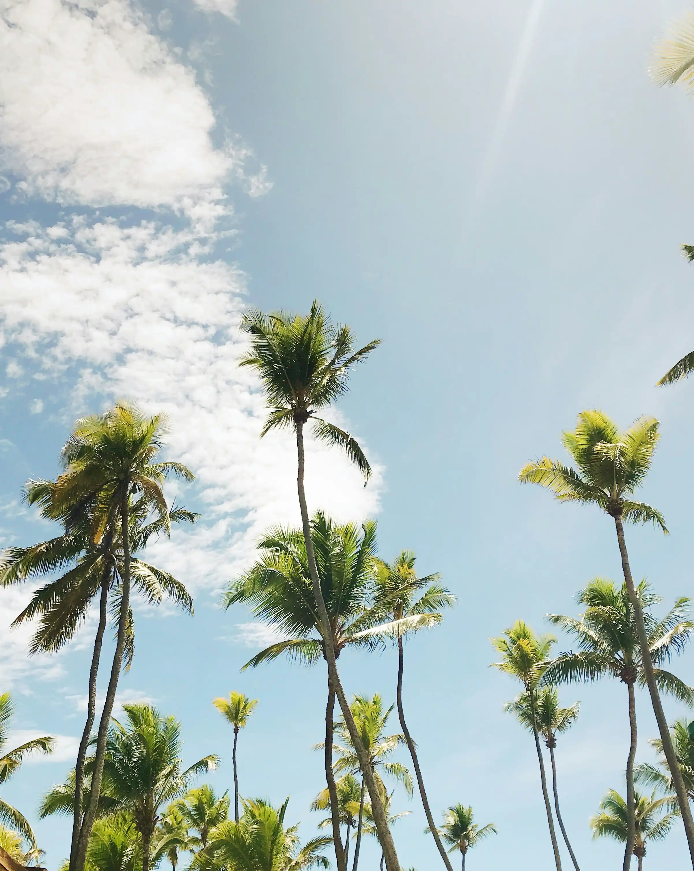 Tropical palm trees against a clear blue sky — OTIA Luxury Travel